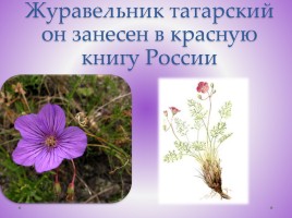 Редкие растения Красноярского края, слайд 13