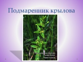 Редкие растения Красноярского края, слайд 16