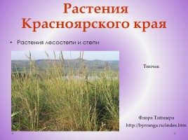 Редкие растения Красноярского края, слайд 27