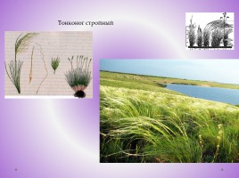 Редкие растения Красноярского края, слайд 28