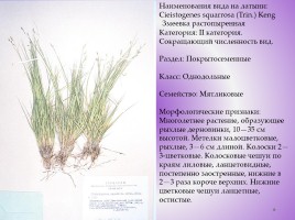 Редкие растения Красноярского края, слайд 36