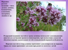 Редкие растения Красноярского края, слайд 44