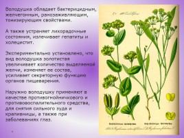 Редкие растения Красноярского края, слайд 47