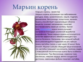 Редкие растения Красноярского края, слайд 5