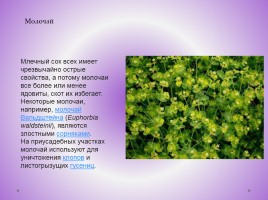Редкие растения Красноярского края, слайд 50