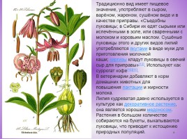 Редкие растения Красноярского края, слайд 9