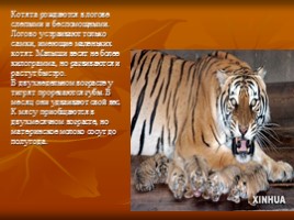 Амурский тигр, слайд 10