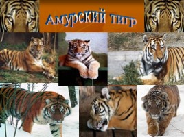 Амурский тигр, слайд 2