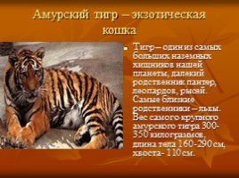 Амурский тигр, слайд 4