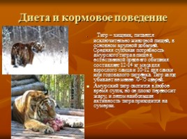 Амурский тигр, слайд 7
