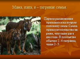 Амурский тигр, слайд 9
