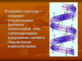 Белки (строение и функции), слайд 12