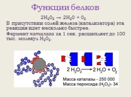 Белки (свойства и функции), слайд 24