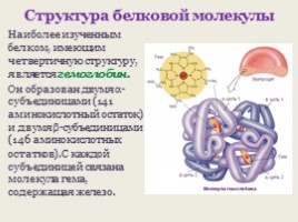 Белки (состав и строение), слайд 17