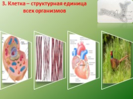 Биология - наука о жвом мире - Общие свойства живых организмов, слайд 13