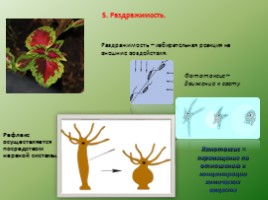 Биология - наука о жвом мире - Общие свойства живых организмов, слайд 15