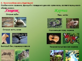 Биология - наука о жвом мире - Общие свойства живых организмов, слайд 16