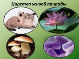 Биология - наука о жвом мире - Общие свойства живых организмов, слайд 8
