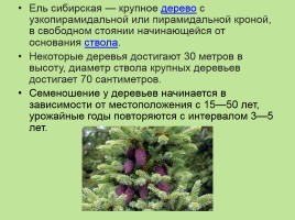 Растительный мир Красноярского края «Деревья», слайд 11