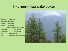 Растительный мир Красноярского края «Деревья», слайд 13