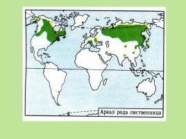 Растительный мир Красноярского края «Деревья», слайд 15