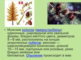 Растительный мир Красноярского края «Деревья», слайд 19