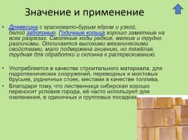 Растительный мир Красноярского края «Деревья», слайд 20
