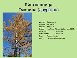 Растительный мир Красноярского края «Деревья», слайд 21