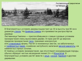 Растительный мир Красноярского края «Деревья», слайд 24
