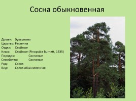Растительный мир Красноярского края «Деревья», слайд 29