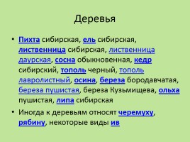 Растительный мир Красноярского края «Деревья», слайд 3