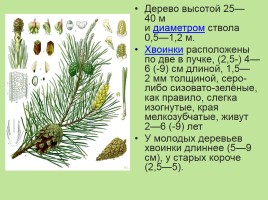 Растительный мир Красноярского края «Деревья», слайд 31