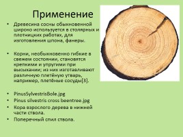 Растительный мир Красноярского края «Деревья», слайд 35