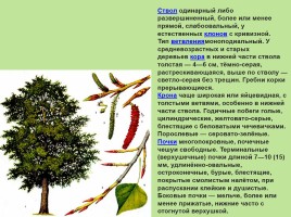 Растительный мир Красноярского края «Деревья», слайд 47