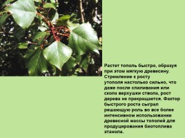 Растительный мир Красноярского края «Деревья», слайд 48