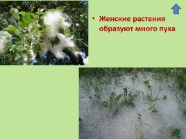 Растительный мир Красноярского края «Деревья», слайд 49