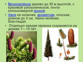 Растительный мир Красноярского края «Деревья», слайд 5
