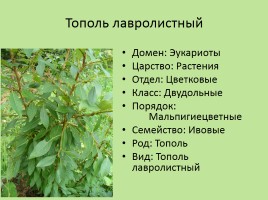 Растительный мир Красноярского края «Деревья», слайд 50