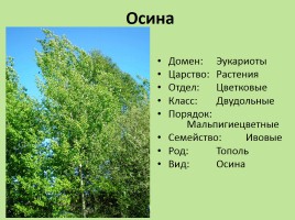 Растительный мир Красноярского края «Деревья», слайд 54