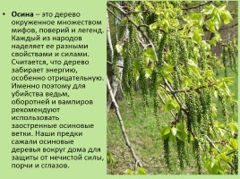 Растительный мир Красноярского края «Деревья», слайд 56