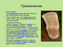 Растительный мир Красноярского края «Деревья», слайд 58