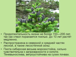 Растительный мир Красноярского края «Деревья», слайд 6