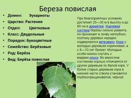 Растительный мир Красноярского края «Деревья», слайд 60