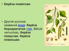 Растительный мир Красноярского края «Деревья», слайд 63