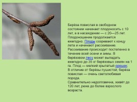 Растительный мир Красноярского края «Деревья», слайд 65