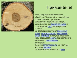 Растительный мир Красноярского края «Деревья», слайд 66