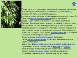 Растительный мир Красноярского края «Деревья», слайд 67