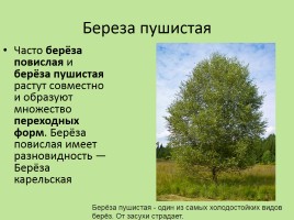 Растительный мир Красноярского края «Деревья», слайд 68