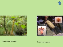 Растительный мир Красноярского края «Деревья», слайд 69