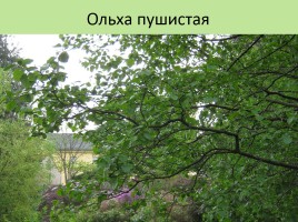 Растительный мир Красноярского края «Деревья», слайд 70